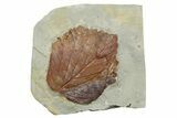 Fossil Leaf (Davidia) - Montana #262340-1